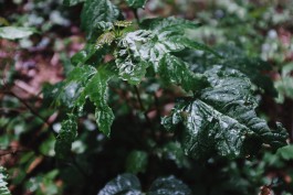 Philosophenweg Heidelberg