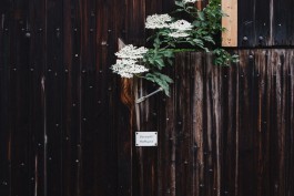 Wachenheim an der Weinstraße