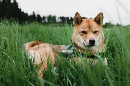 Shiba