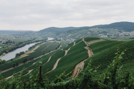 Mosel