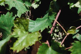 Maienfels bei Wuestenrot