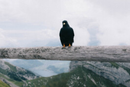 Bergbahn zum Pilatus mit Wanderung 